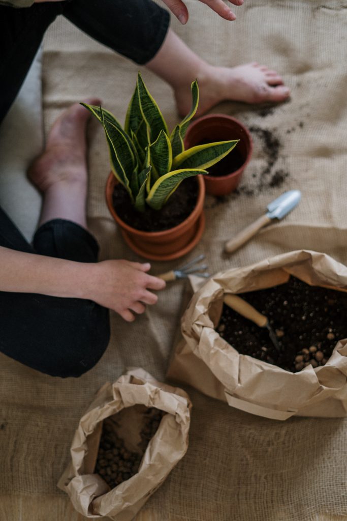 mold on plant soil