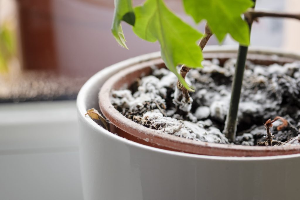 white mold on houseplants