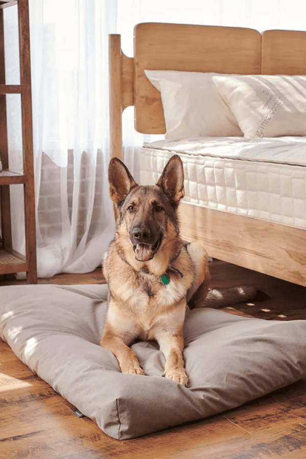 best organic non toxic dog beds on TheFiltery.com