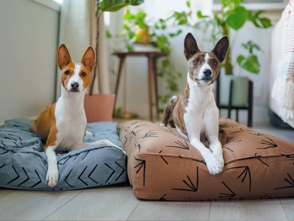 organic non toxic dog beds from molly mutt