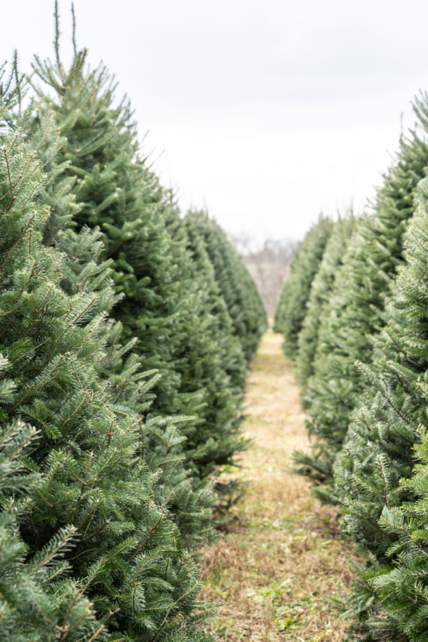A List of Organic Christmas Tree Farms (By State) The Filtery