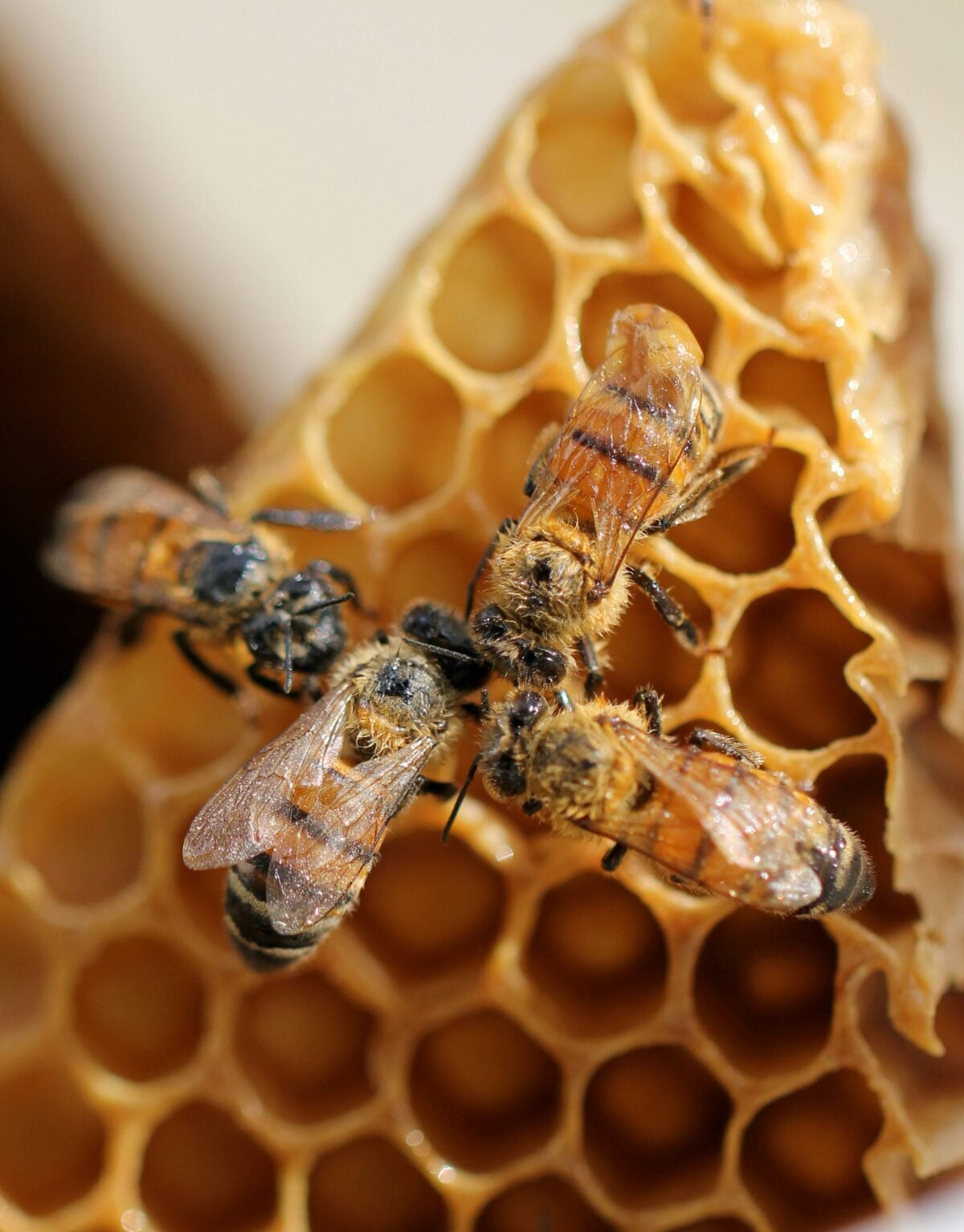 Close-up of four bees on a honeycomb, with hexagonal wax cells visible. The bees are clustered together, and the honeycomb appears fresh and golden in color.