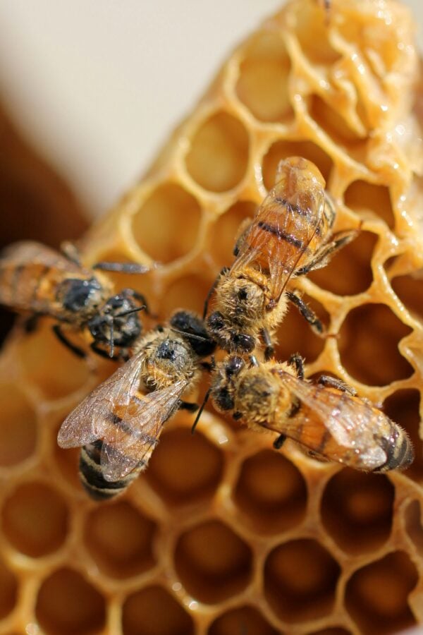 Close-up of four bees on a honeycomb, with hexagonal wax cells visible. The bees are clustered together, and the honeycomb appears fresh and golden in color.