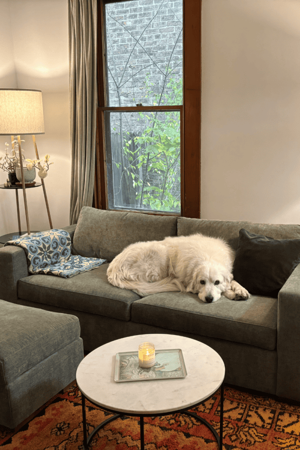 A large white dog rests on a green sofa in a cozy living room with soft lighting, houseplants, and a red patterned rug.
