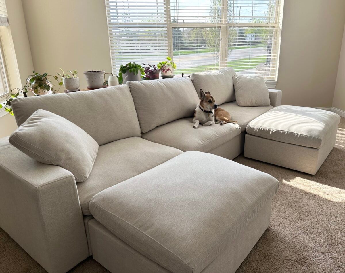 an image of a PFAS-free cloud couch from 7th Avenue with a dog on it