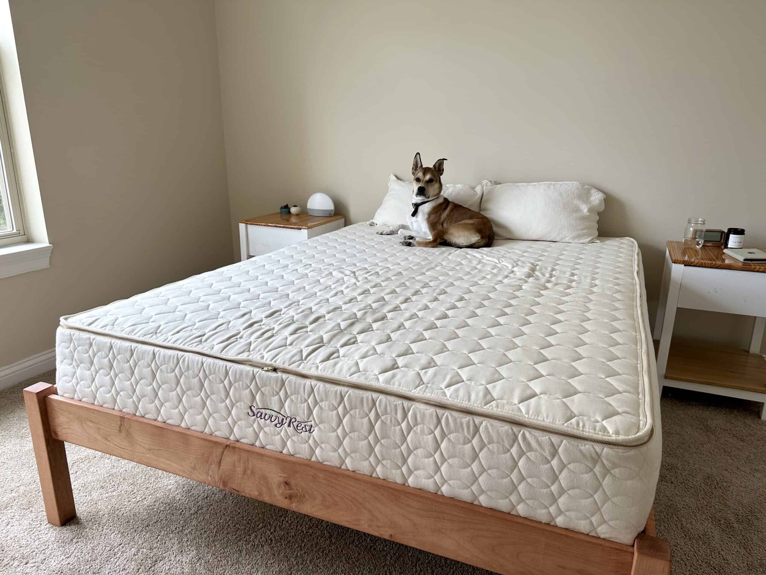 A dog sitting on the Savvy Rest mattress in the bedroom.