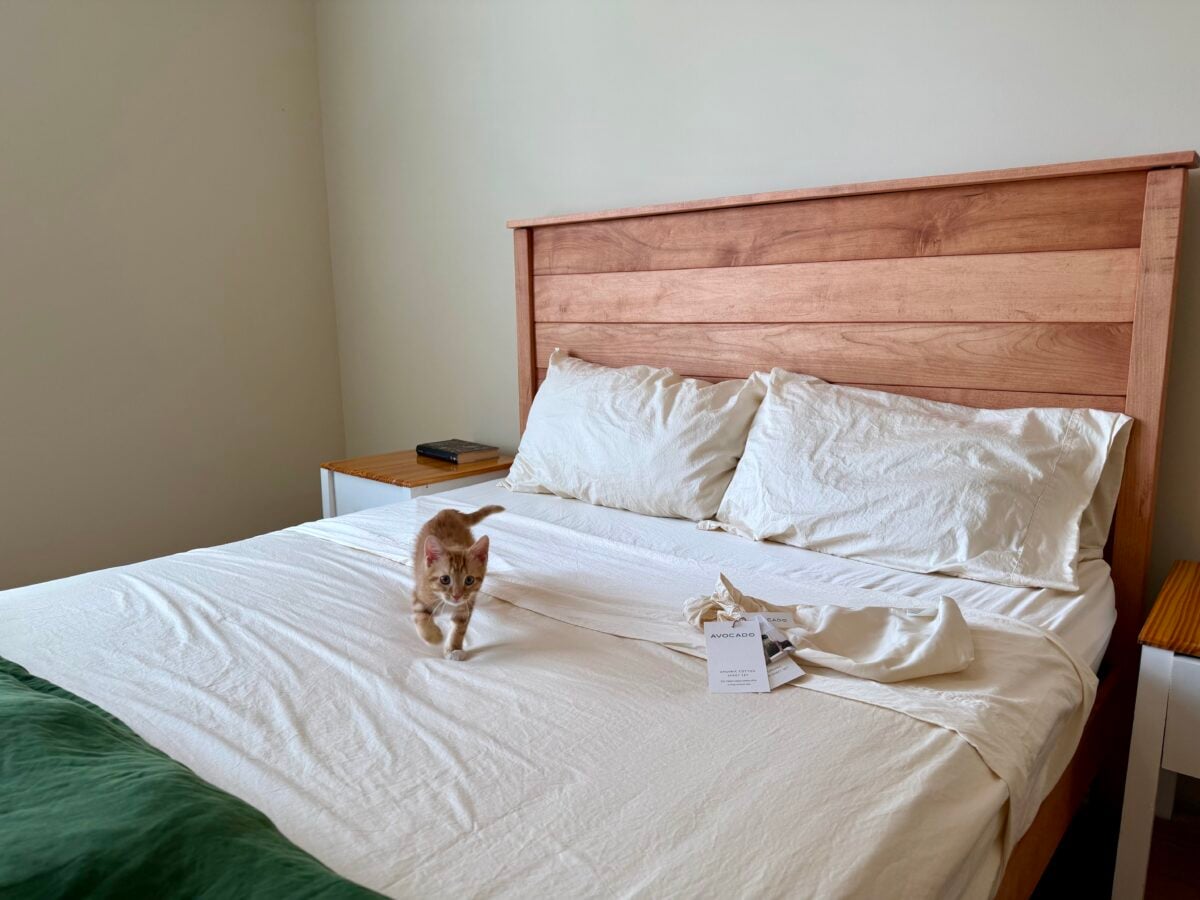 A small orange kitten walks on a neatly made bed with white sheets and a wooden headboard. Objects, including a book and a white cloth, are on the bed and nightstands. The room is simply furnished.