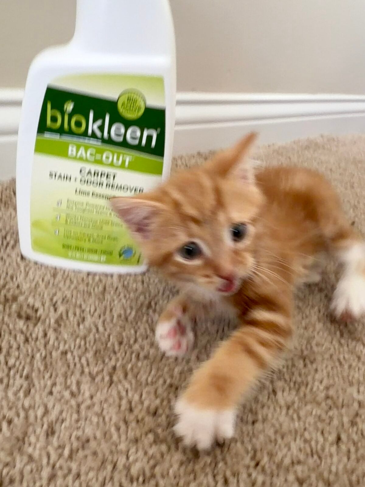 A blurry orange kitten lies on carpet in front of a large bottle of Biokleen Bac-Out Carpet Stain & Odor Remover. The kitten appears to be moving or playing. The background includes a white wall and baseboard.