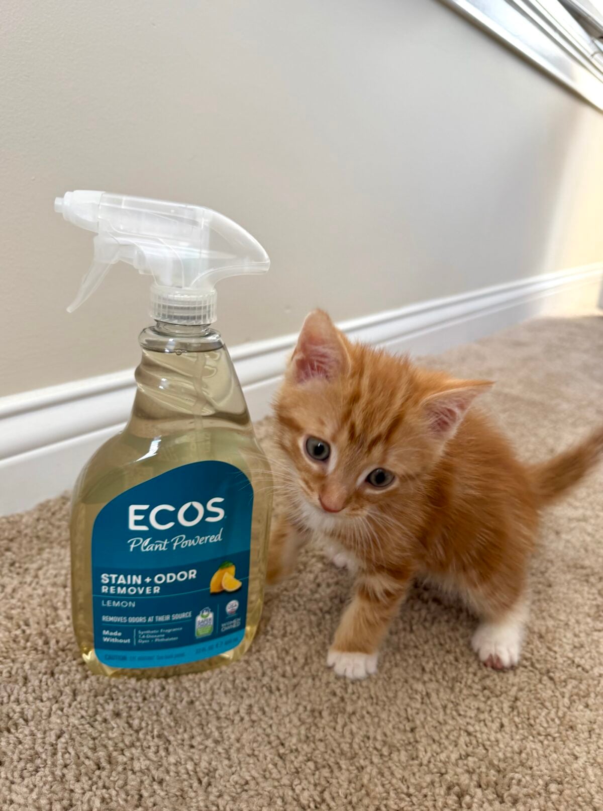 An orange kitten stands on a beige carpet next to a bottle of ECOS stain and odor remover. The bottle has a clear spray top and a blue label with a lemon graphic. A white baseboard and wall are in the background.
