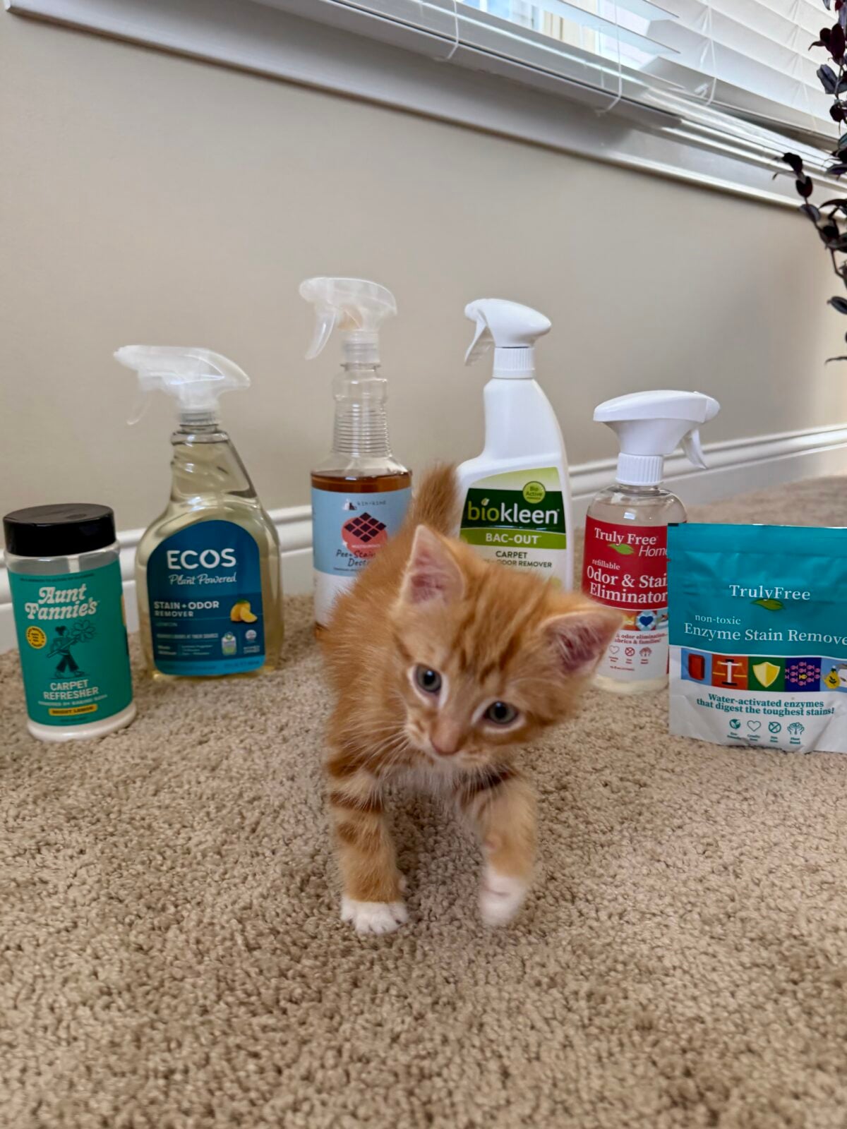 An orange kitten stands on beige carpet in front of six different cleaning products; spray bottles and containers are arranged in a row against a white wall under a window with blinds.