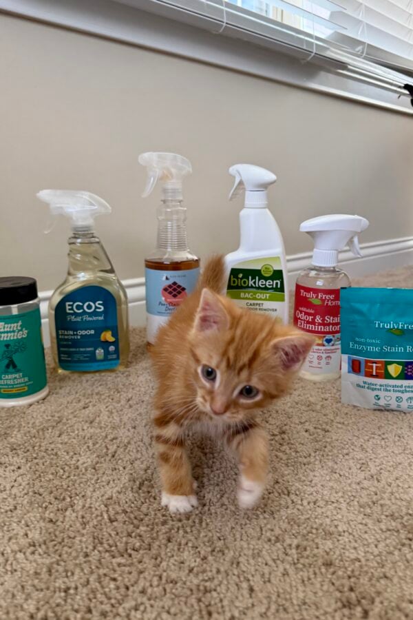 An orange kitten stands on beige carpet in front of six different cleaning products; spray bottles and containers are arranged in a row against a white wall under a window with blinds.