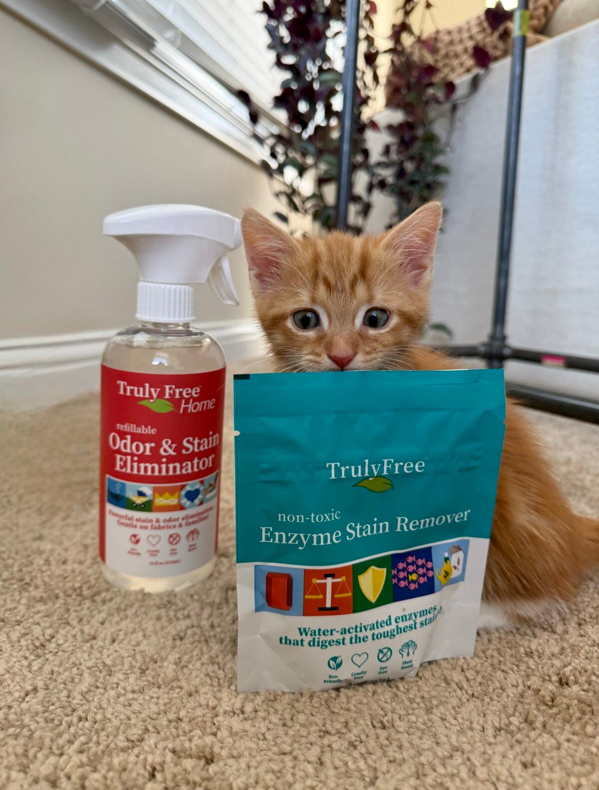 An orange kitten sits on a carpet next to a spray bottle labeled Odor & Stain Eliminator and a teal pouch labeled Enzyme Stain Remover. Houseplants and part of a home interior are visible in the background.